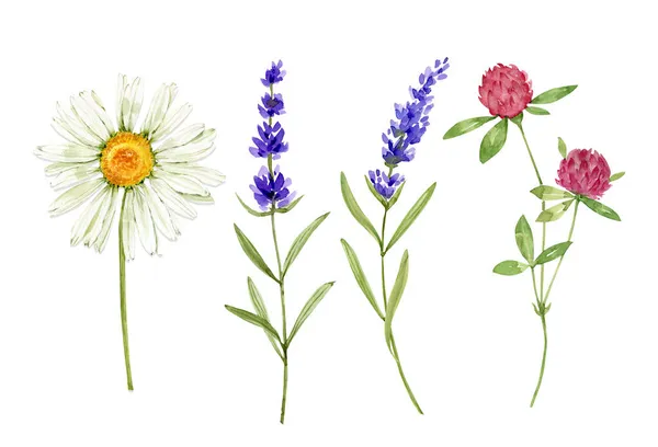 Uppsättning Akvarell Illustrationer Blommor Vit Bakgrund Handmålade För Design Och — Stockfoto