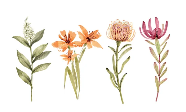 Conjunto Botânico Flores Plantas Exóticas Desenho Aquarela Pintado Mão Sobre — Fotografia de Stock