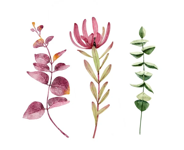 Serie Illustrazioni Botaniche Acquerello Fiori Tropicali Protea Piante Dipinte Mano — Foto Stock