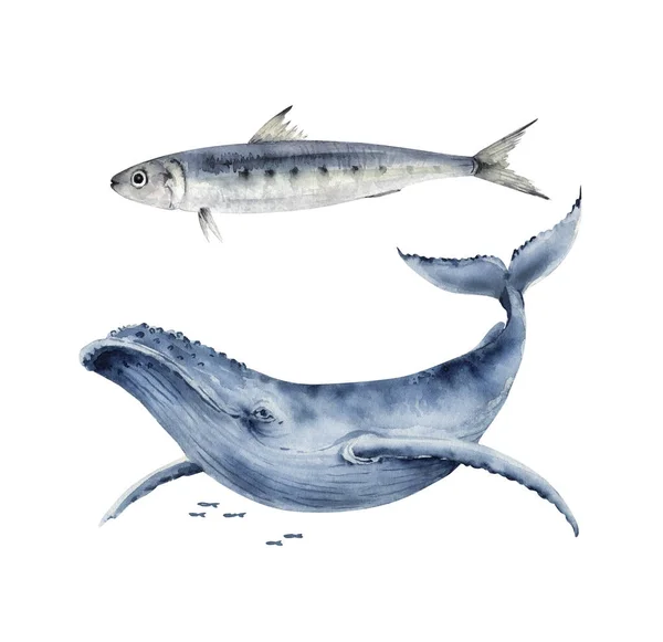 ดภาพวาดส าในสไตล ทะเล ปลาและปลาวาฬส าเง วาดด วยม อบนพ นหล ขาว — ภาพถ่ายสต็อก