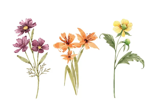 Conjunto Botânico Flores Plantas Desenho Aquarela Pintado Mão Sobre Fundo — Fotografia de Stock