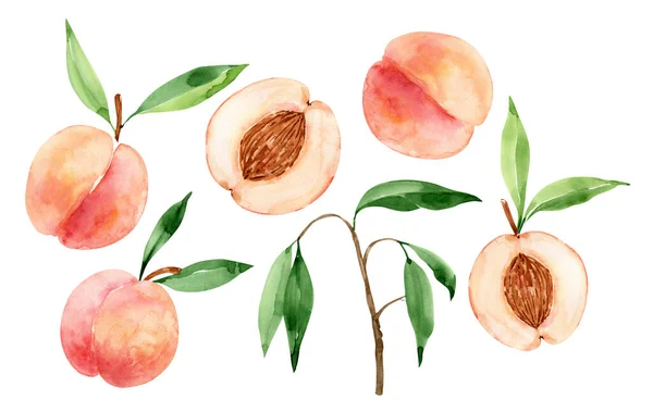 Set Van Aquarel Illustraties Van Malse Sappige Vruchten Perziken Hand — Stockfoto
