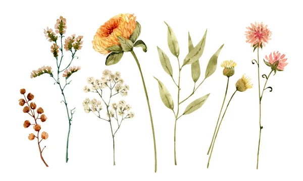 Jeu Illustrations Aquarelles Fleurs Plantes Jaunes Sur Fond Blanc Peint — Photo