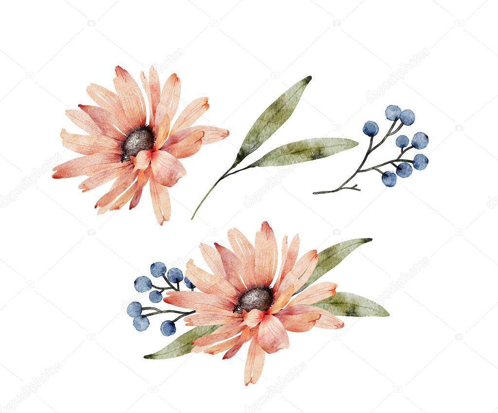 botanical set with pink chamomile flower isolated on white background. hand painted for design and invitations.