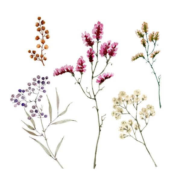 Akvarell Set Med Botaniska Växter Bär Grenar Och Blad Handmålade — Stockfoto