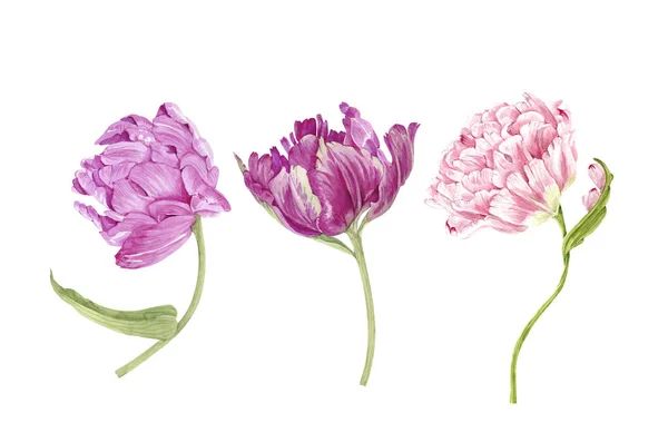 Набор Цветов Тюльпаны Крупным Планом Иллюстрация Акварель Вручную Окрашены — стоковое фото