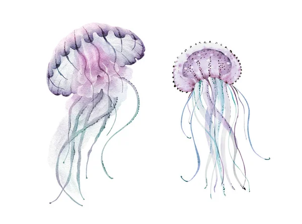 Meduusat Meren Eliöt Asetettu Käsinmaalattu Akvarelli — kuvapankkivalokuva