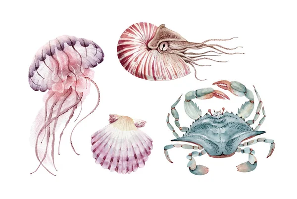 Set Marin Corali Crabi Organisme Animale Pictate Manual Acuarelă — Fotografie, imagine de stoc