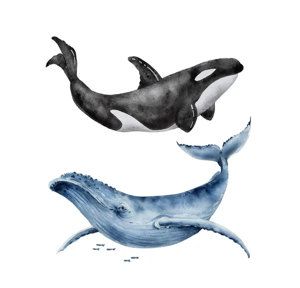 ดภาพประกอบส าของปลาวาฬส าเง และปลาวาฬฆาตกร วยม อบนพ นหล ขาว — ภาพถ่ายสต็อก