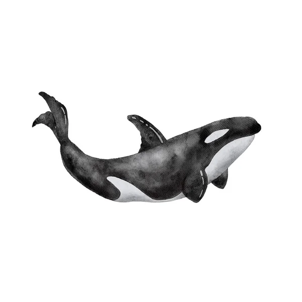 ภาพวาดส าของปลาวาฬฆาตกรส าขนาดใหญ วยม อบนพ นหล ขาว — ภาพถ่ายสต็อก