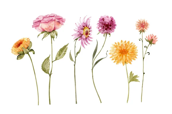 Botanische Sammlung Von Blumen Und Pflanzen Aquarellzeichnung Handgemalt Auf Weißem — Stockfoto