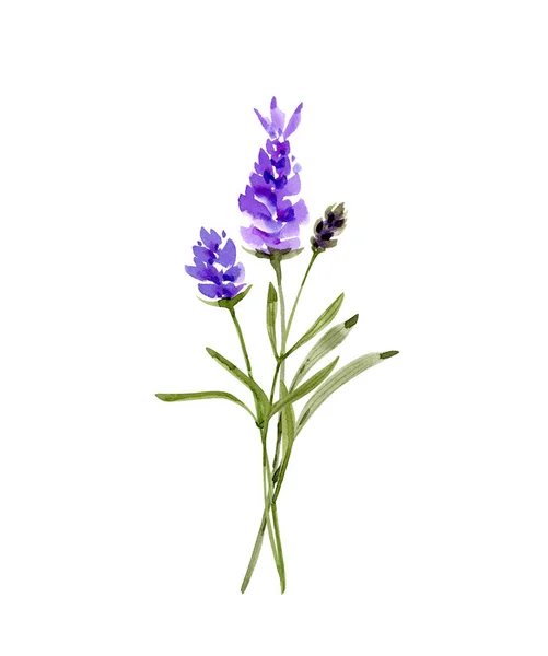 Bukett Med Lila Lavendel Blommor Akvarell Illustration Isolerad Vit Bakgrund — Stockfoto
