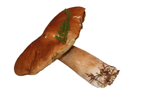 beyaz zemin üzerinde bir cep