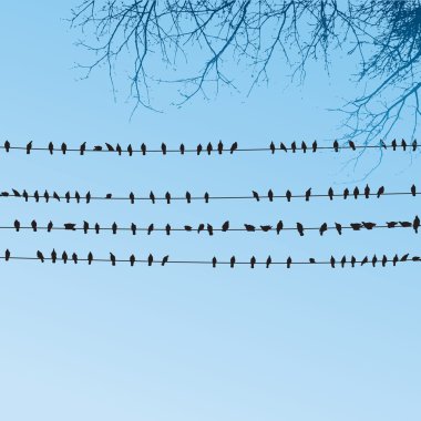 Kabloların üzerinde oturan kuşlar