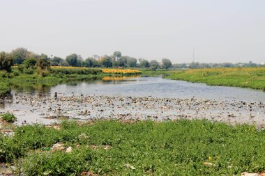 Nehirli manzara