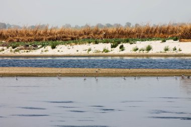 Nehirli manzara