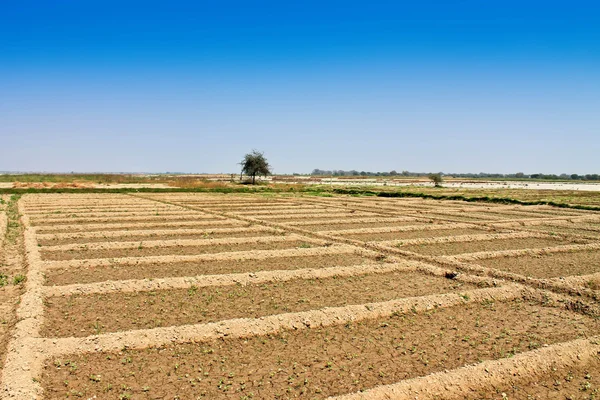 Campo de trigo — Fotografia de Stock