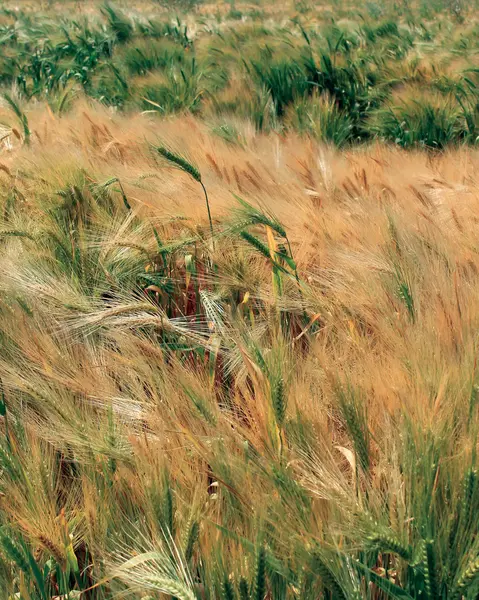 Champ de blé — Photo