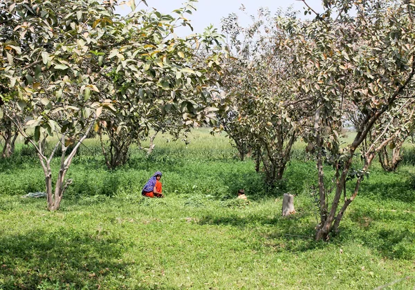 Bahçe — Stok fotoğraf