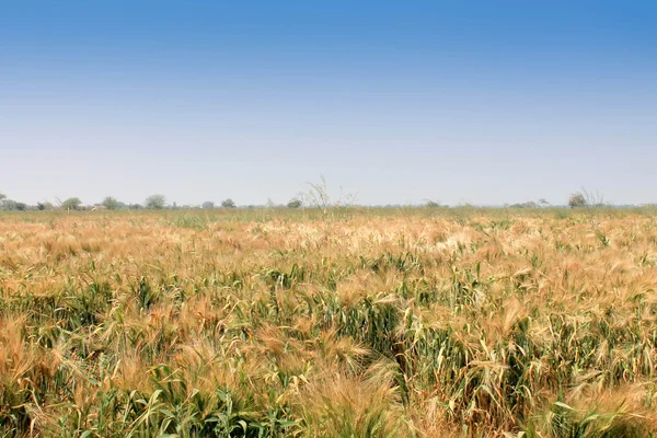 Пшеница и голубое небо — стоковое фото