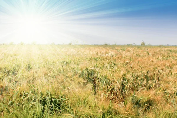 Wheat and blue sky — Stock Photo, Image