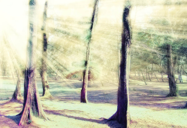 Stylized photo with ancient forest