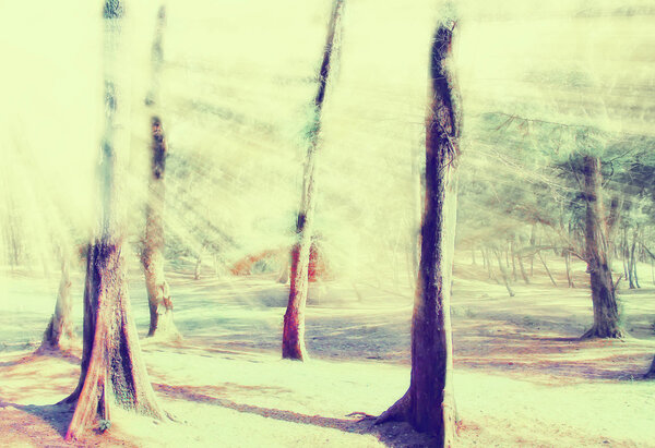 Stylized photo with ancient forest