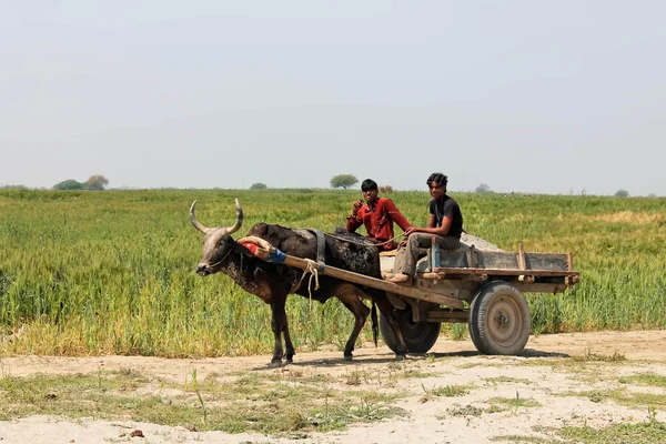 El indio desconocido montando un gharri — Foto de Stock