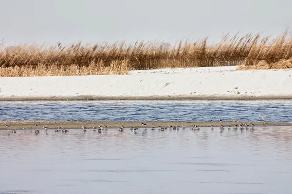 Landschap met rivier — Stockfoto