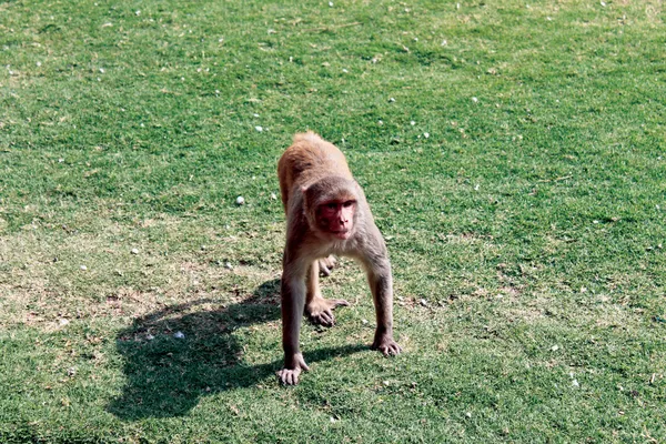 Macaco. — Fotografia de Stock