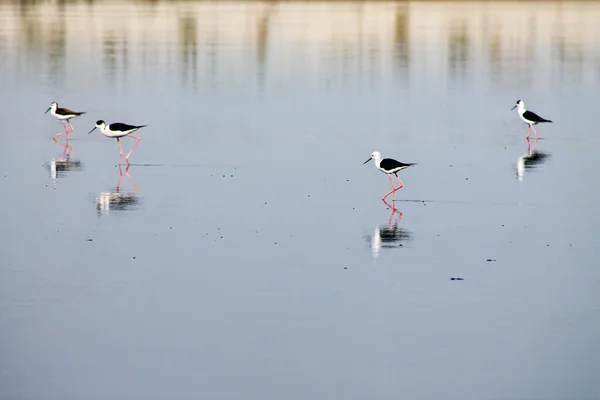 Four bird — Stock Photo, Image