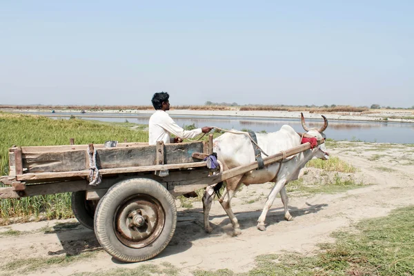 De onbekende Indiase rijden een gharri — Stockfoto