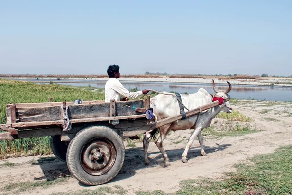 De onbekende Indiase rijden een gharri — Stockfoto