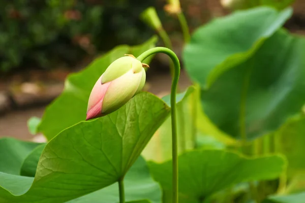 Loto blanco — Foto de Stock