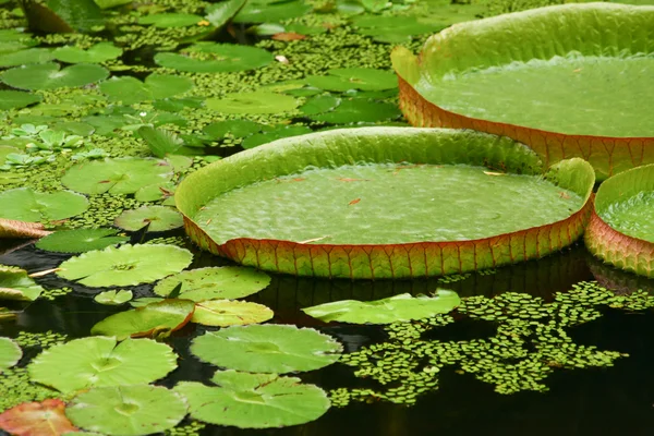 White lotus — Stock Photo, Image