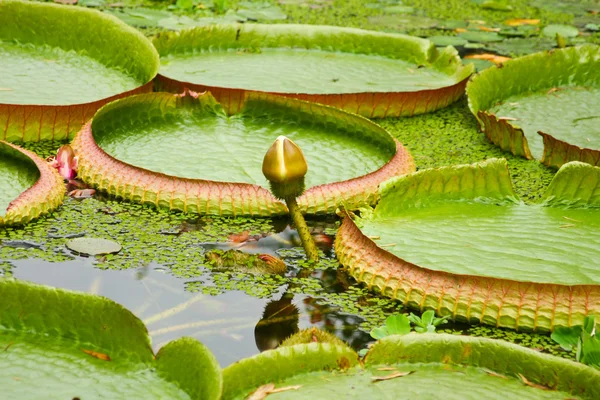 White lotus — Stock Photo, Image