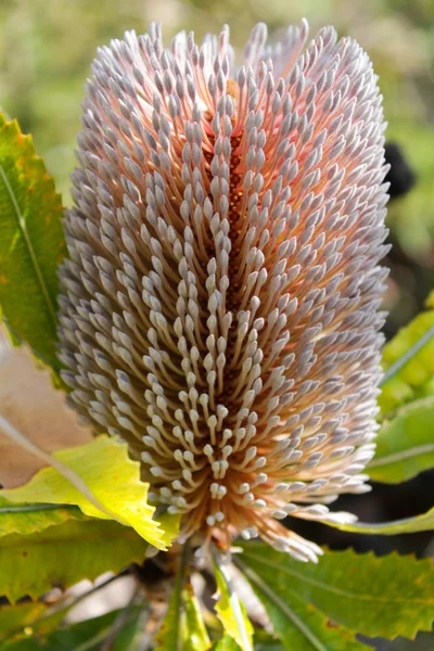 Banksia kwiat — Zdjęcie stockowe