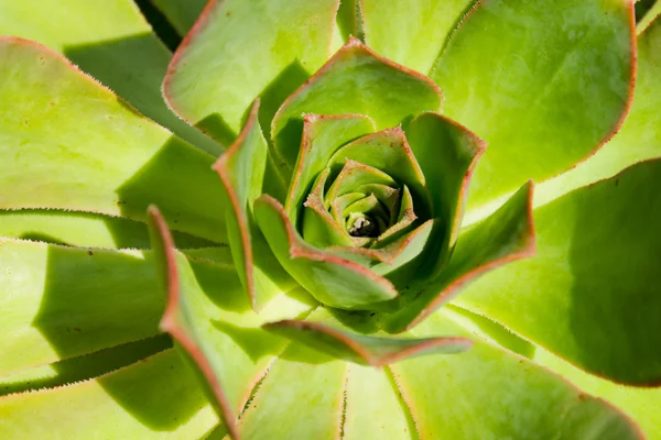 Зеленый кактус — стоковое фото