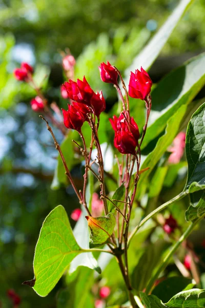 Blommor — Stockfoto