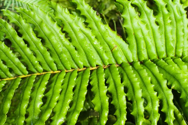 Samambaia — Fotografia de Stock