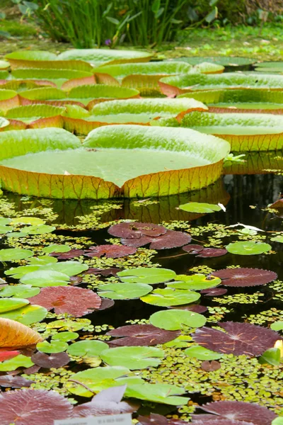 Lotus leafs — Stock Photo, Image