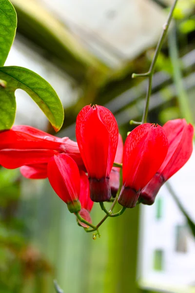 Blomster - Stock-foto