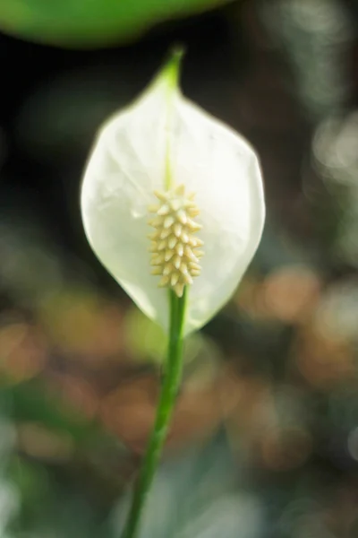 Cala λουλούδι — Φωτογραφία Αρχείου