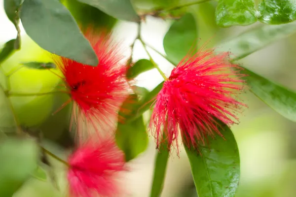 Pulver pust blomst - Stock-foto