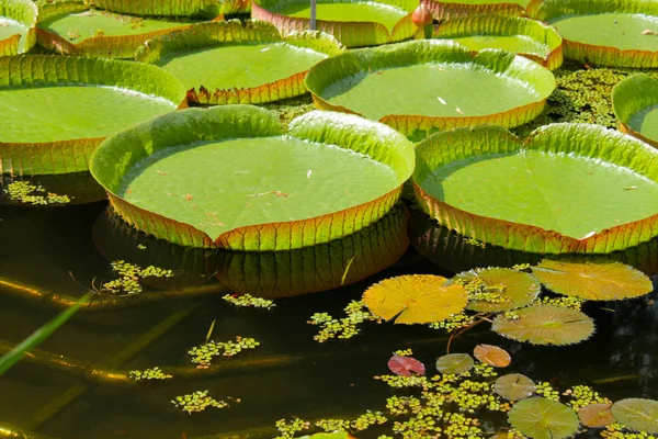 Lotus leafs — Stock Photo, Image