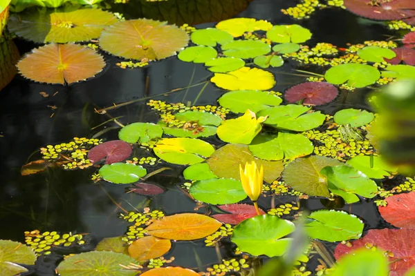 Lotus leafs — Stock Photo, Image