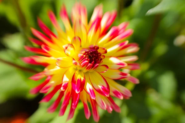 Flowers — Stock Photo, Image