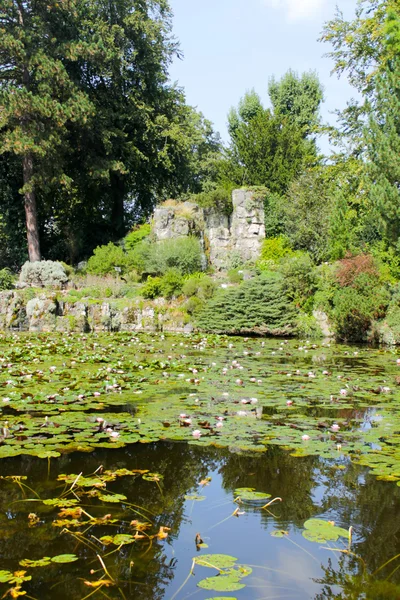 Lotusblätter — Stockfoto