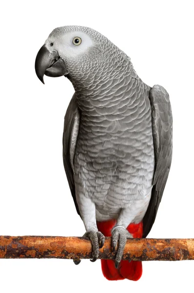 African Grey Parrot — Stock Photo, Image