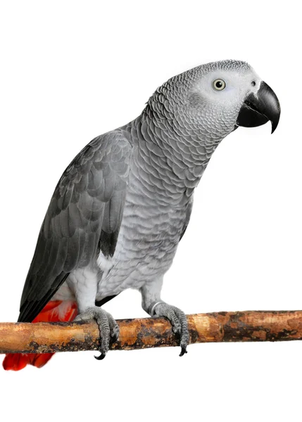 African Grey Parrot — Stock Photo, Image